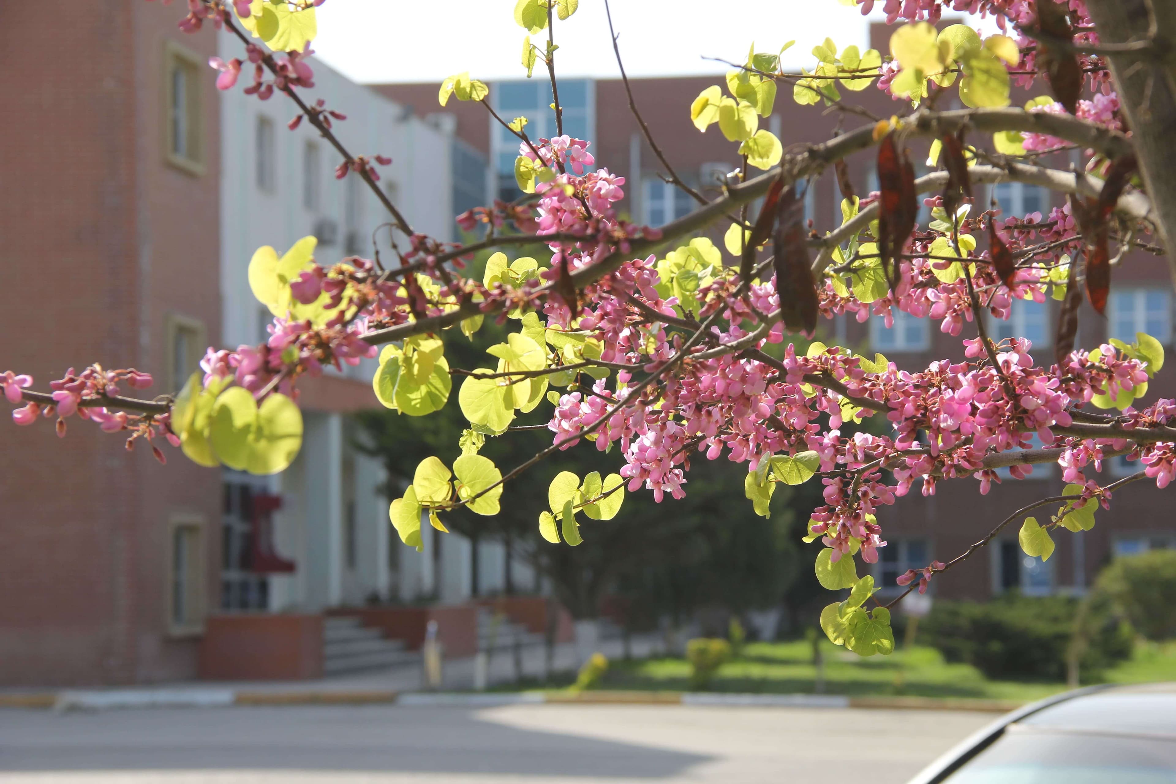Bakı Mühəndislik Universiteti: Kampus və İnfrastruktur Qalereyası 2025 - Image 29