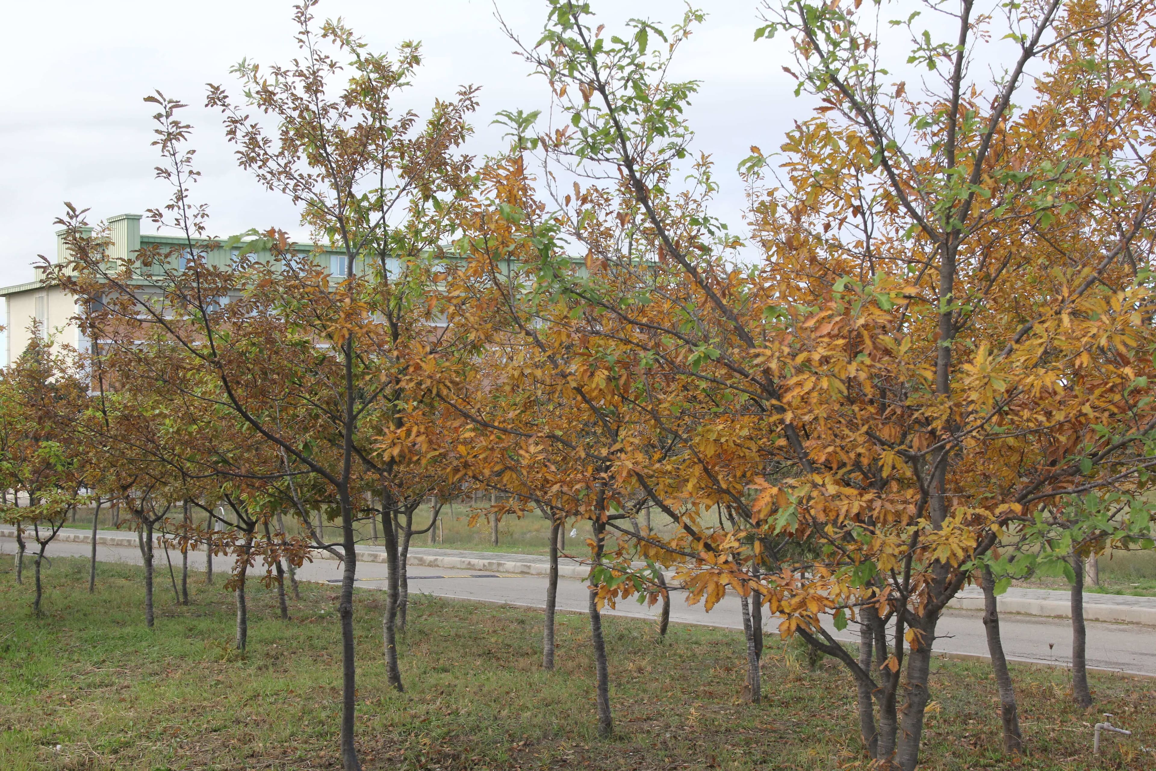 Bakı Mühəndislik Universiteti: Kampus və İnfrastruktur Qalereyası 2025 - Image 15