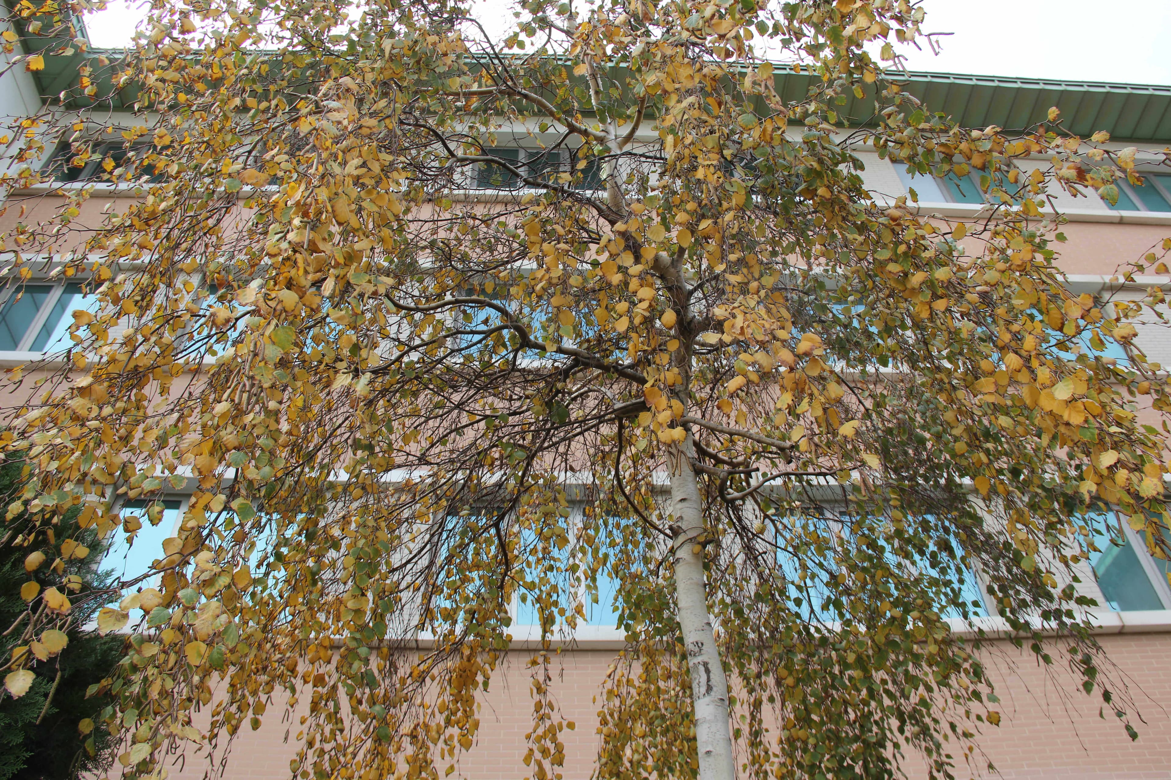 Bakı Mühəndislik Universiteti: Kampus və İnfrastruktur Qalereyası 2025 - Image 16